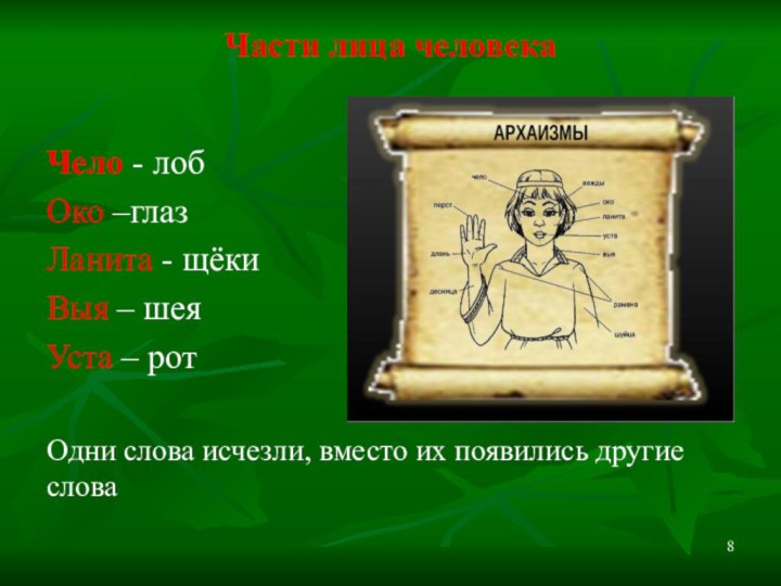 Части лица человека Чело - лобОко –глазЛанита - щёкиВыя – шеяУста –