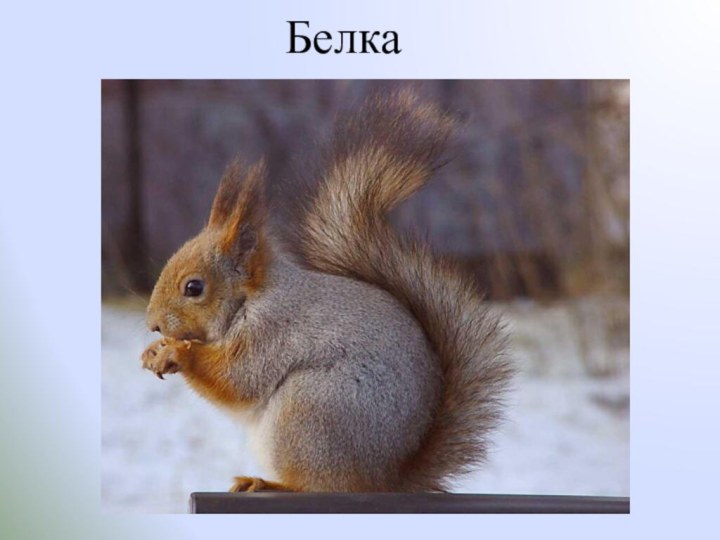 Белка