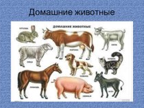 Презентация: Домашние животные занимательные факты по окружающему миру (средняя группа) по теме