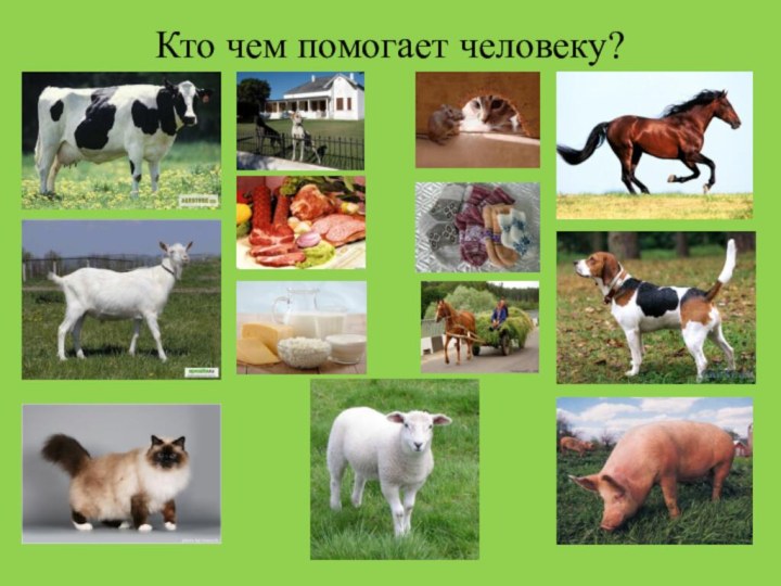 Кто чем помогает человеку?