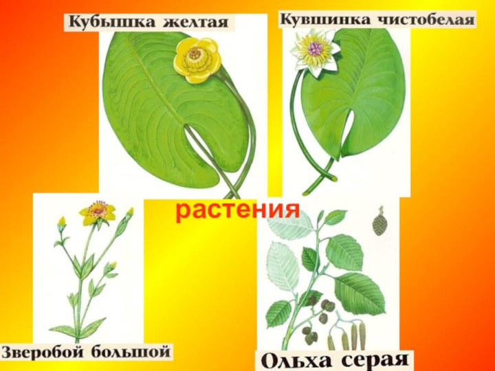 растения