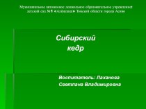 Презентация Сибирский кедр презентация к уроку по окружающему миру (средняя группа)