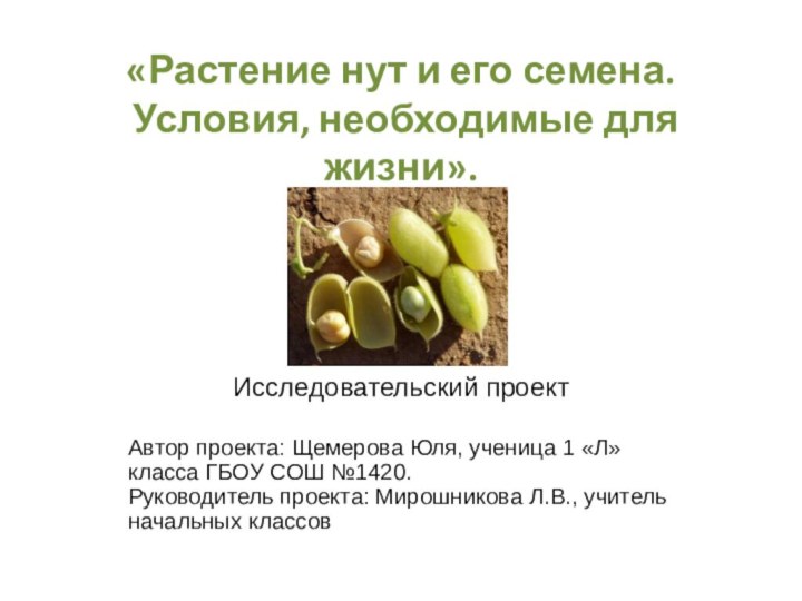 «Растение нут и его семена.  Условия, необходимые для жизни».Исследовательский проектАвтор проекта: