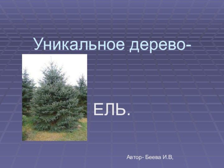Уникальное дерево-ЕЛЬ.Автор- Беева И.В,
