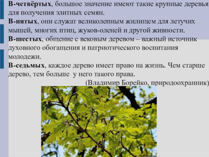 В-четвёртых, большое значение имеют такие крупные деревья для получения элитных семян.В-пятых, они