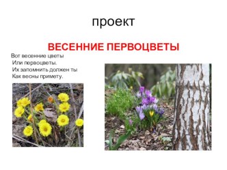 проект Весенние первоцветы проект (2 класс)