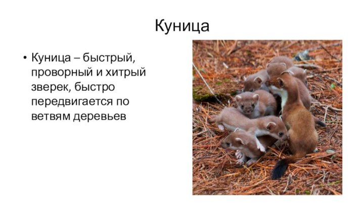 Куница Куница – быстрый, проворный и хитрый зверек, быстро передвигается по ветвям деревьев