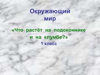 Презентация к уроку по окружающему миру Что растет на подоконнике и на клумбе? презентация к уроку по окружающему миру (1 класс)