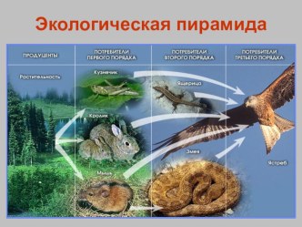 Конспект урока окружающего мира по теме: Животный мир зоны лесов план-конспект урока по окружающему миру (3 класс) по теме