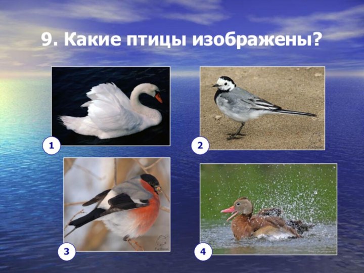 9. Какие птицы изображены? 1234