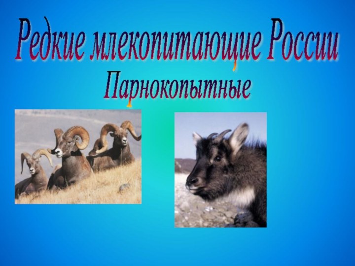 Редкие млекопитающие России Парнокопытные
