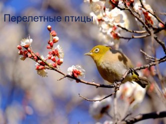 2017-2018 Презентация Перелетные птицы весной презентация к уроку (средняя группа)