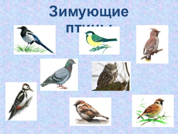 Зимующие птицы