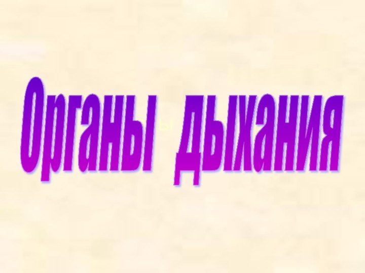 Органы дыхания Органы  дыхания