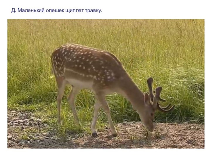 Д. Маленький олешек щиплет травку.