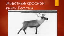 Презентация к конспекту урока по животным красной книги России презентация к уроку по окружающему миру (старшая группа)