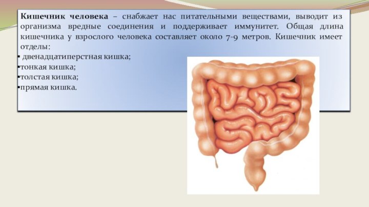 Кишечник человека – снабжает нас питательными веществами, выводит из организма вредные соединения