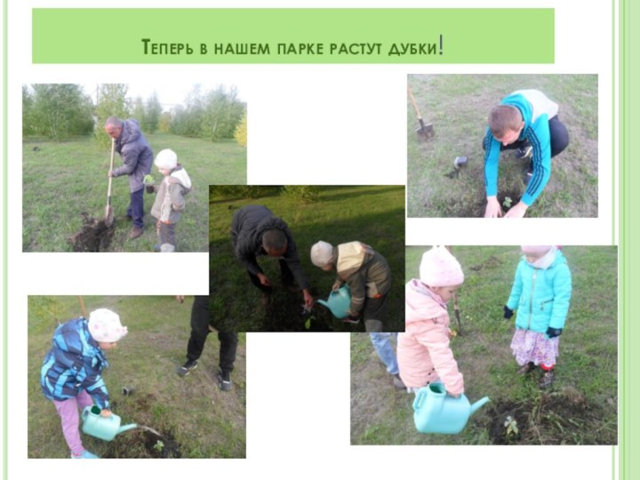Теперь в нашем парке растут дубки!
