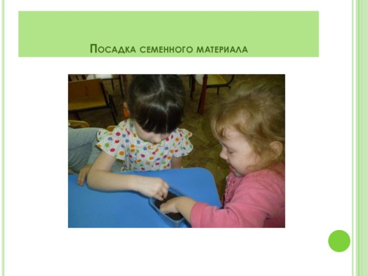 Посадка семенного материала