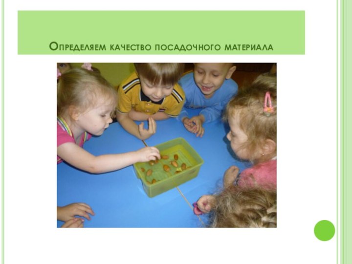 Определяем качество посадочного материала