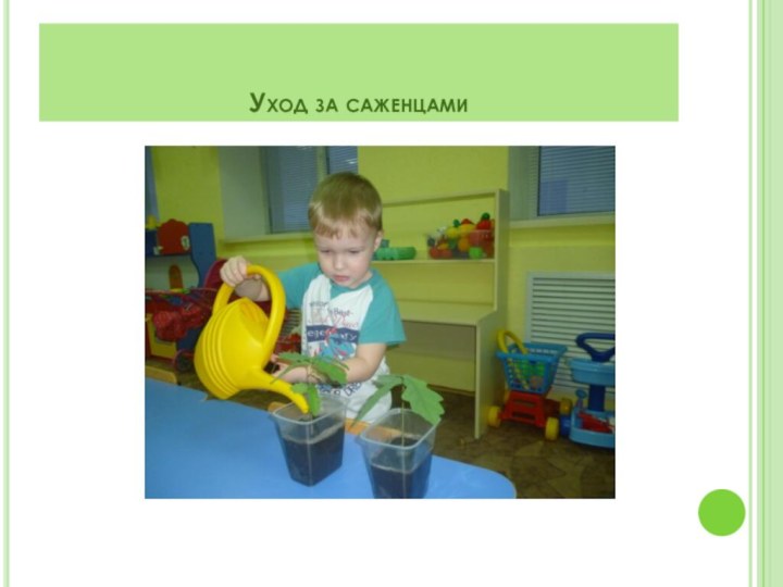 Уход за саженцами