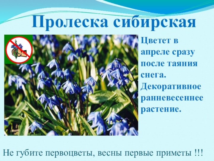 Пролеска сибирскаяЦветет в апреле сразу после таяния снега. Декоративное ранневесеннее