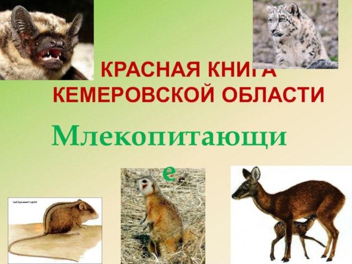 Красная Книга Кемеровской областиМлекопитающие