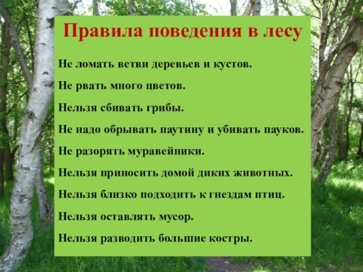 Правила поведения в лесуНе ломать ветви деревьев и кустов.Не рвать много цветов.Нельзя