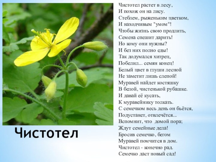 ЧистотелЧистотел растет в лесу,  И похож он на лису. Стеблем, рыженьким цветком,