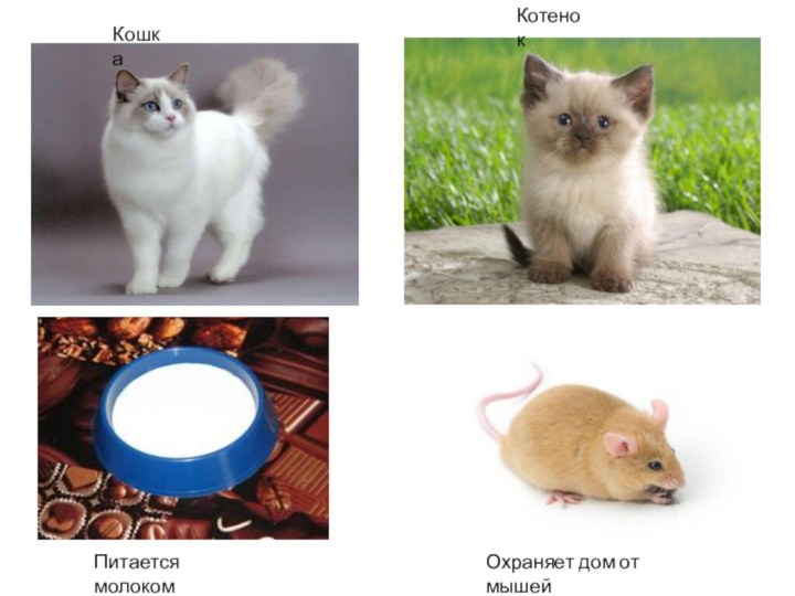 КошкаКотенокПитается молокомОхраняет дом от мышей