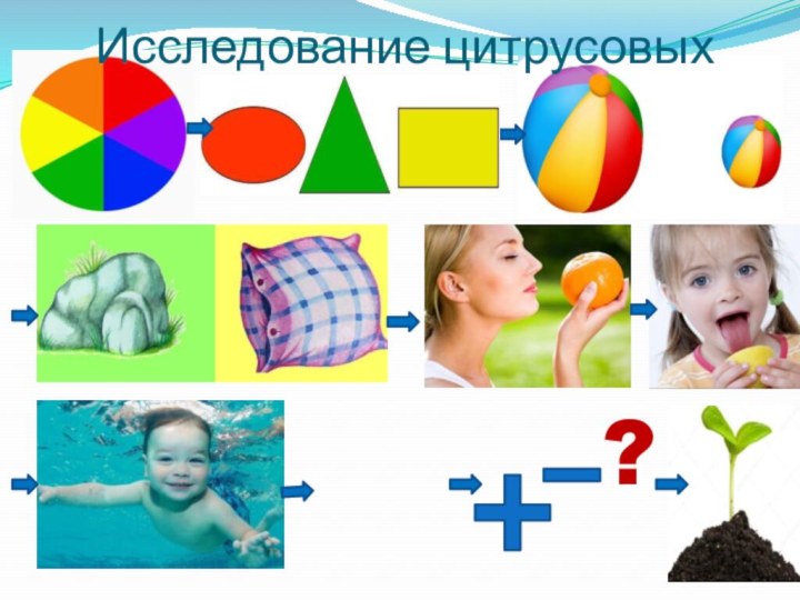 Исследование цитрусовых   ?