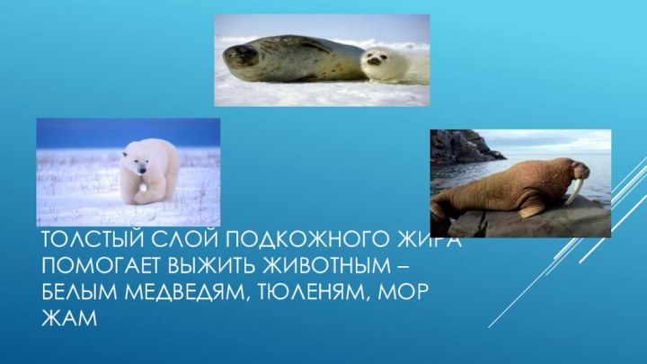 Тол­стый слой под­кож­но­го жира по­мо­га­ет вы­жить жи­вот­ным – белым мед­ве­дям, тю­ле­ням, мор­жам