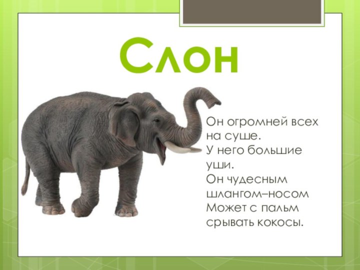 СлонОн огромней всех на суше. У него большие уши. Он чудесным шлангом–носом