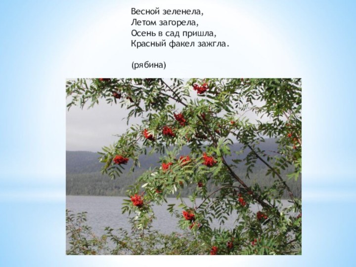 Весной зеленела, Летом загорела, Осень в сад пришла, Красный факел зажгла.(рябина)