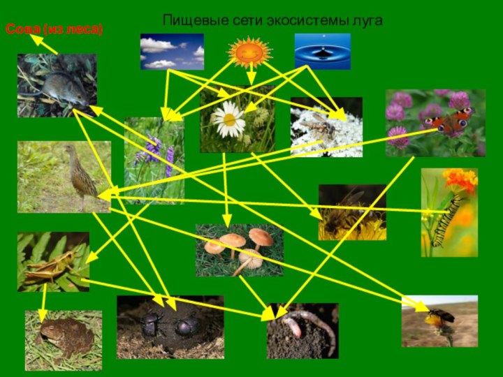 Пищевые сети экосистемы лугаСова (из леса)