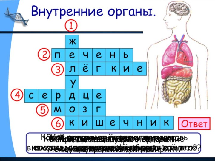 Внутренние органы.ОтветКак называется главное отделение«внутренней кухни»?Как называют соседку желудка,находящуюся с