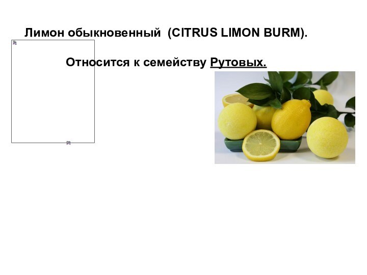 Лимон обыкновенный (CITRUS LIMON BURM). Относится к семейству Рутовых.