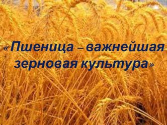 Презентация Пшеница презентация к уроку по окружающему миру (подготовительная группа)