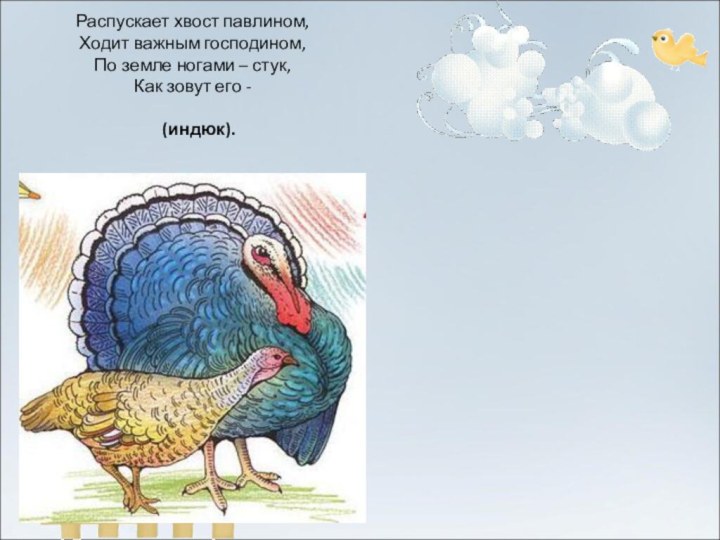 Распускает хвост павлином, Ходит важным господином, По земле ногами – стук, Как