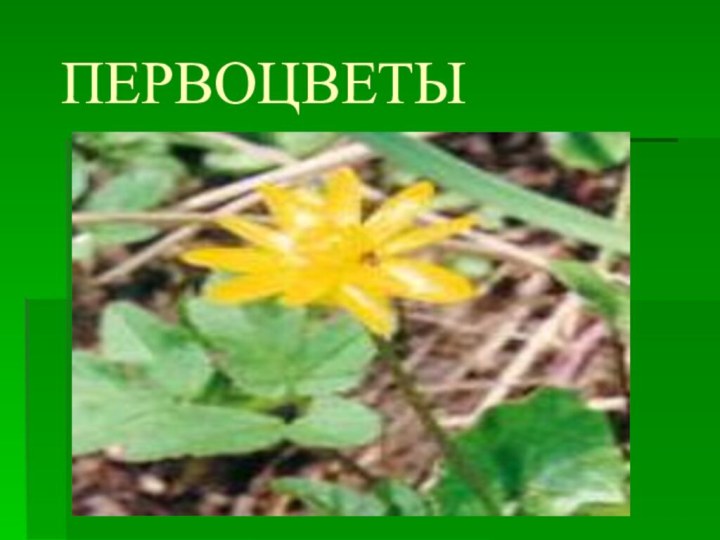 ПЕРВОЦВЕТЫ