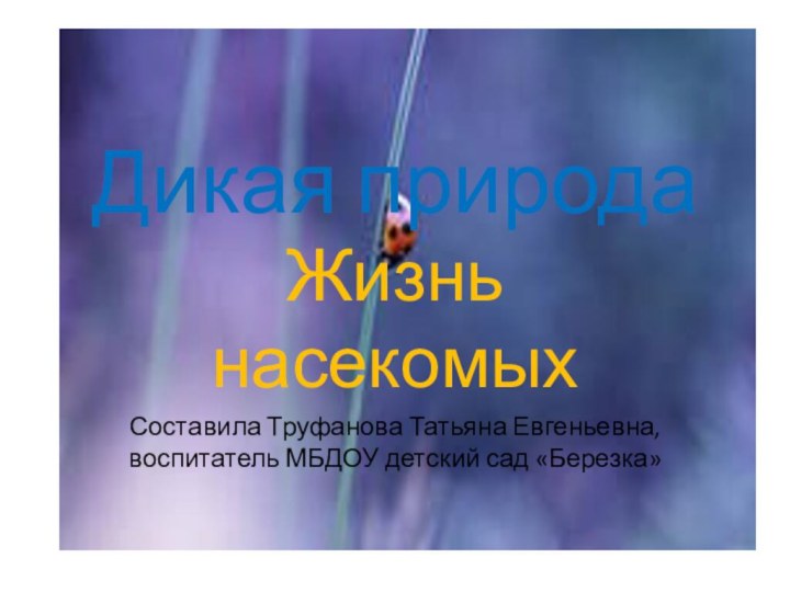 Дикая природаЖизнь насекомыхСоставила Труфанова Татьяна Евгеньевна, воспитатель МБДОУ детский сад «Березка»