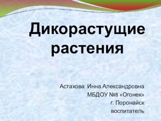 Презентация Дикорастущие растения презентация к уроку по окружающему миру (старшая группа)