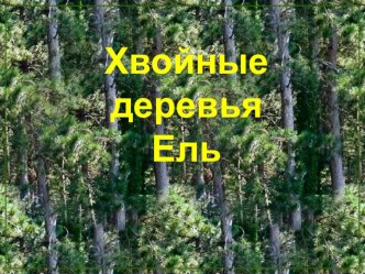 Презентация Ель презентация к уроку по окружающему миру (старшая группа)