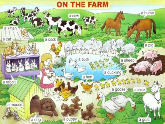 Конспект ООД Английский язык в подготовительной группе На ферме. план-конспект занятия (подготовительная группа)