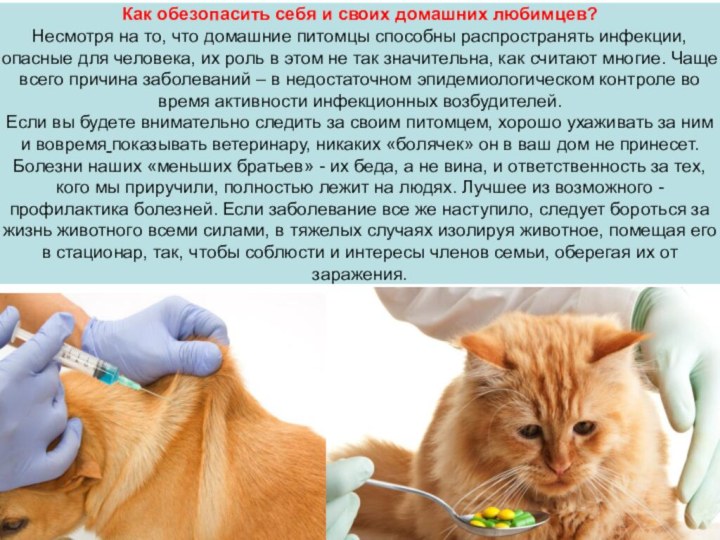 Как обезопасить себя и своих домашних любимцев?Несмотря на то, что домашние питомцы