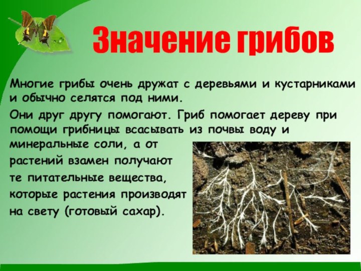 Многие грибы очень дружат с деревьями и кустарниками и обычно селятся под