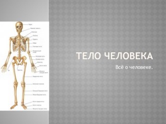 Презентация Тело человека. презентация к уроку по окружающему миру (4 класс) по теме