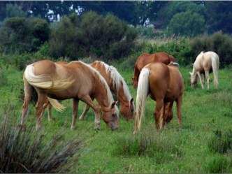 Конспект совместной деятельности воспитателя с детьми старшей группы. Застыли кони, люди История появления коней на Аничковом мосту. (с использованием ЭОР) план-конспект занятия (старшая группа) по теме