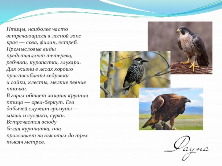 Птицы, наиболее часто встречающиеся в лесной зоне края — сова, филин, ястреб. Промысловые виды представляют тетерева, рябчики,