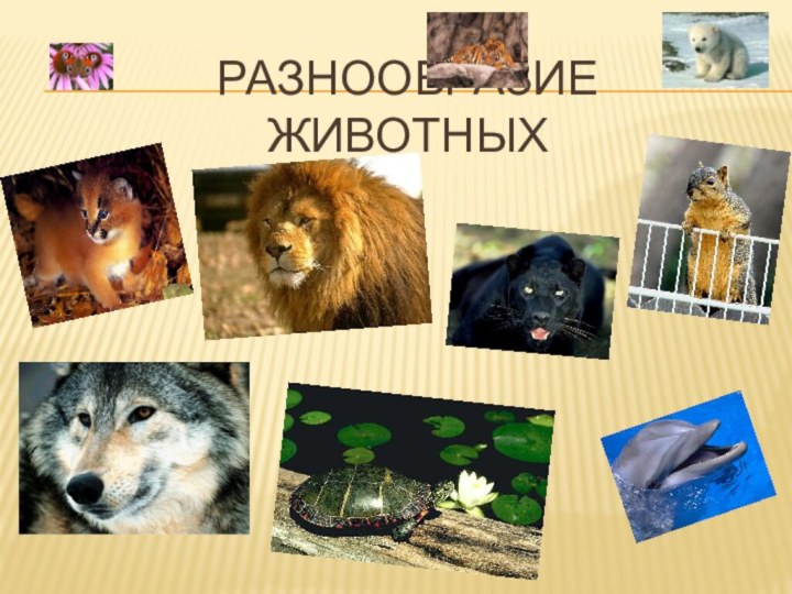 Разнообразие животных